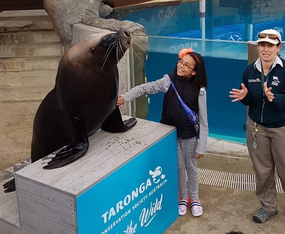 a young girl pats a sea lion on a guided school excursion tour