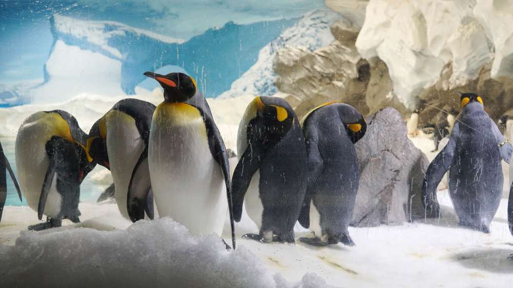 A colony of penguins at the sea life sydney aquarium